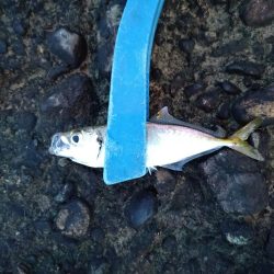 釣れないアジング